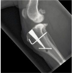 X-ray of a dog knee repaired with the MMP at Veterinary Urgent Care